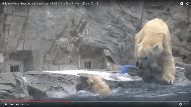 大変〜!! 泳げない子グマが水に落ちちゃった！ 即座にお母さんグマがとった行動に「母性を感じる」「イカン、涙でそう」との声