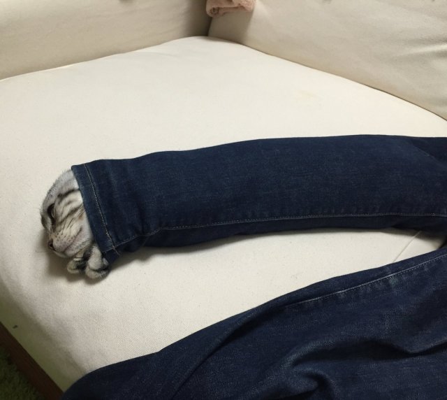 た…助けてニャン！ ネコがスキニーパンツに詰まる事案が発生 / 恵方巻みたいになってる姿がかわいすぎて南南東を向くレベル