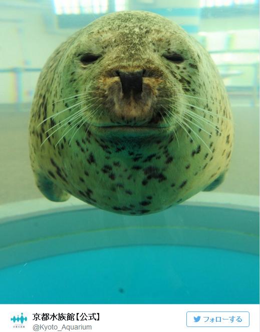 【奇跡の丸さ】アザラシまんまる！ 京都水族館のアザラシ、ヒカルたんがまんまるです