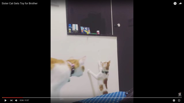 「お姉ちゃんにまかせニャさい」弟猫の欲しがるおもちゃをとってあげる姉猫が優しすぎる〜