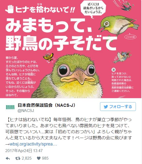 「ヒナは拾わないでね」と野鳥の会が呼びかけ / 毎年恒例 “ヒナが巣立つ季節” がやってまいりました