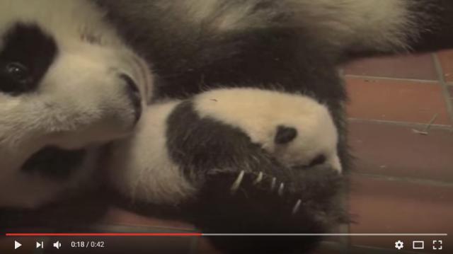 パンダの名付け親になれるチャンス！ 上野動物園のパンダの赤ちゃんが名前を募集しているよ〜