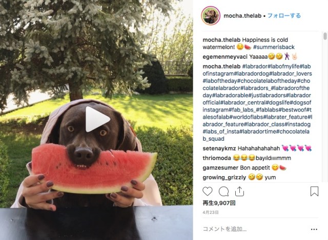 「スイカ、マジうんめぇ〜〜〜！」二人羽織でスイカにむしゃぶりつくワンコ、あまりに夢中で顔がマジです