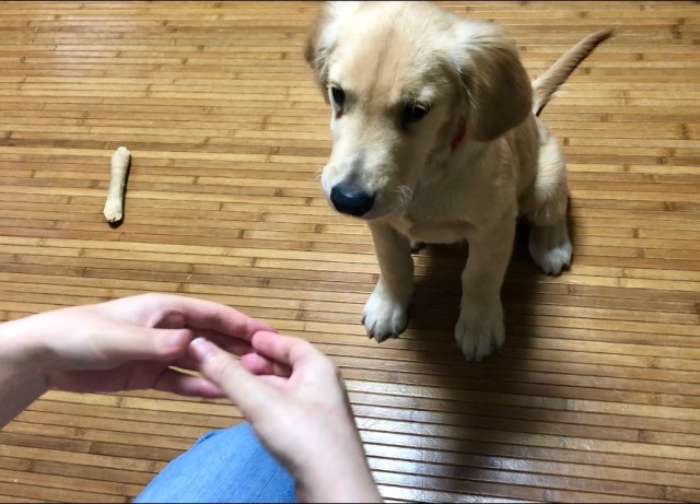 犬の前で手の輪っかを作ると鼻をハメてくる!? 海外で流行中の「スヌートチャレンジ」は 飼い主も一緒に楽しめる大満足の遊びです☆