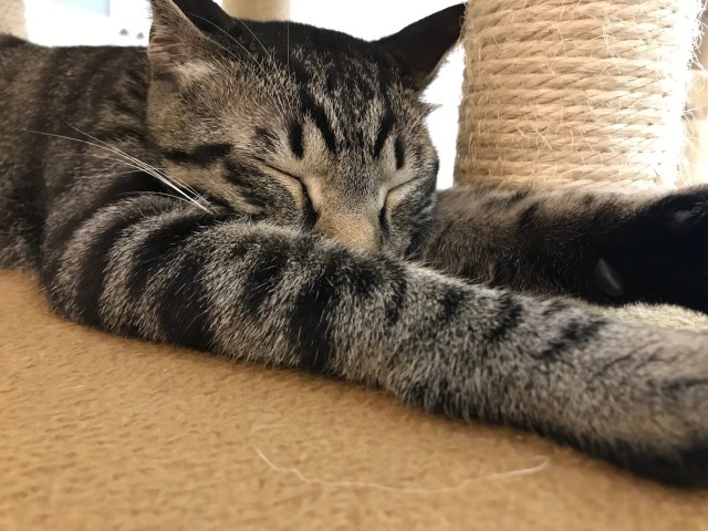 猫カフェにいる気分を味わえるYouTubeチャンネル「にゃんくるTV」が始動！ 気に入った猫ちゃんに会いに行けるよ