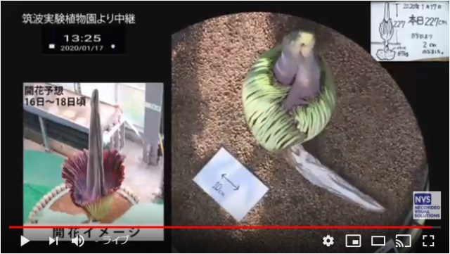 数年に1度しか咲かない超巨大花「ショクダイオオコンニャク」が開花寸前！ 筑波実験植物園からライブ映像を中継中です