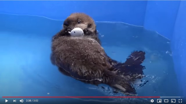 ラッコの赤ちゃん・ジョーイの成長に世界中が夢中！ 悲しい過去を経て、水を怖がっていたのに泳げるようになりました