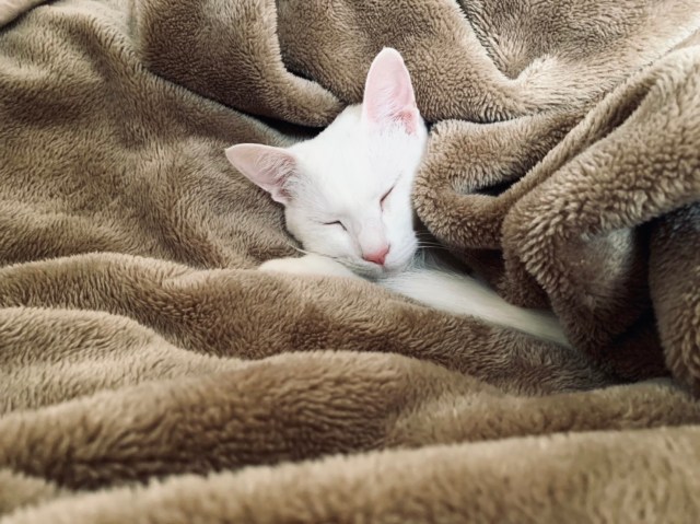 【注意喚起】猫の命を守る「猫バンバン」って知ってる？ 乗車前にボンネットを優しくノックしよう！